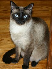 Meow