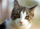 Meow