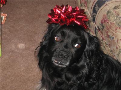 Happy Birthday Dog