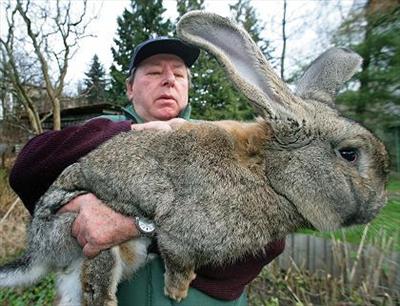 A Giant Rabbit