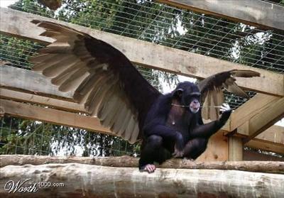 A Flying Monkey