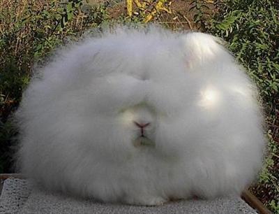 A Fluffy Bunny
