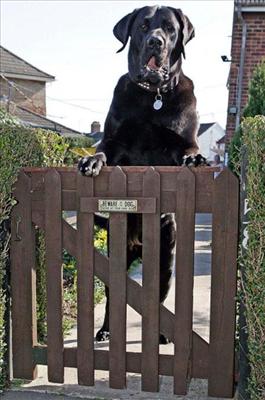 A Big Scary Dog