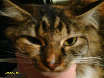 Callie