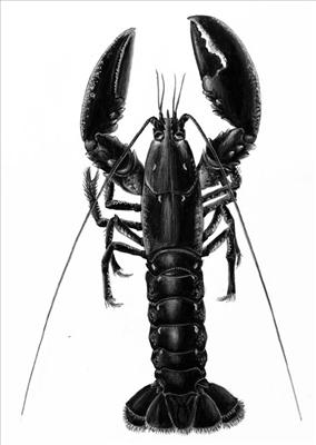 Du er meget hummer idag!