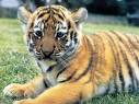 tiger