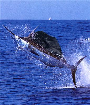 Swordfish (Stabby and Aggressive)