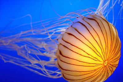 Giant Jellyfish (Standout)
