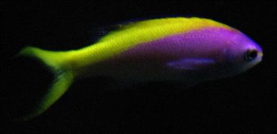 Multicolour Fish (Rainbow Personality)