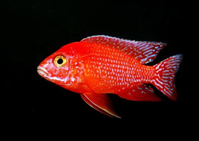 Dorado (Golden Personality)