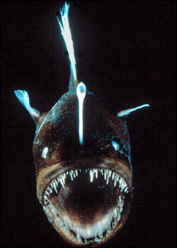 Mad Fish (Angry and Mean)