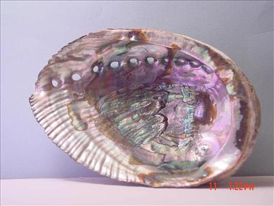 Abalone (Sparkling)