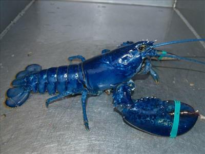 Blue Lobster (Unique)