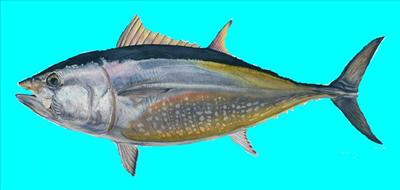 Big Tuna (Big Heart)