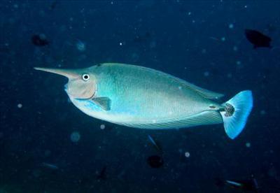 Unicorn Fish (Horny)