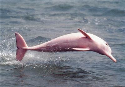 Pink Dolphin (Cute and Unique)