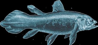 Coelacanth (Dead and Lifeless)