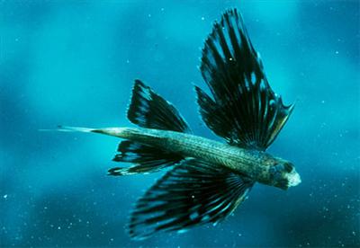 Flying Fish (High Aspiring)