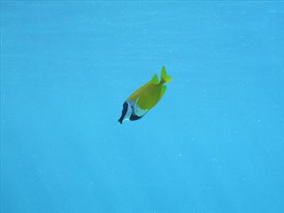 Lone Tropical Fish (Loner)