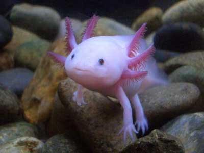 Wierd Fish (Unique)