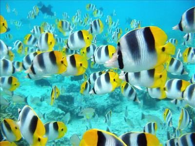 Tropical Fish School (Socialite)