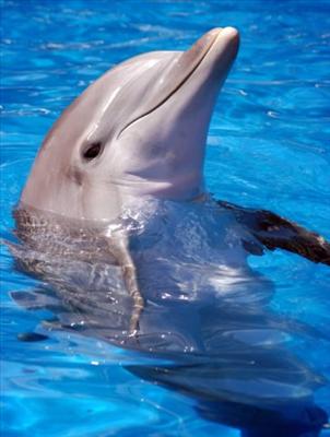 Bottlenose Dolphin (Cute)
