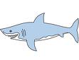 shark