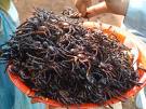 cooked spider