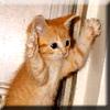 I give up!