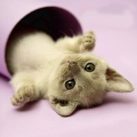 I'm Cute!