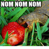 turtle monster