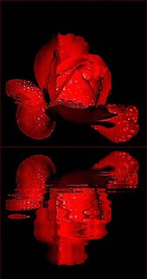 rose