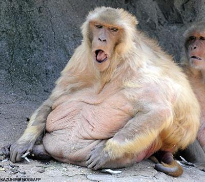 monkey