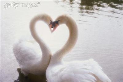Heart 10