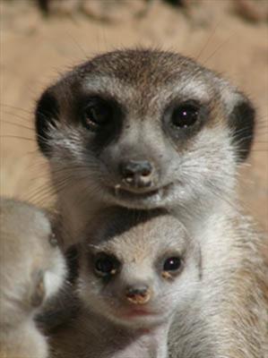 Cute Meerkats