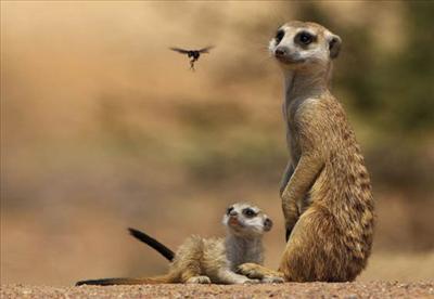 Mummy & Baby Meerkats