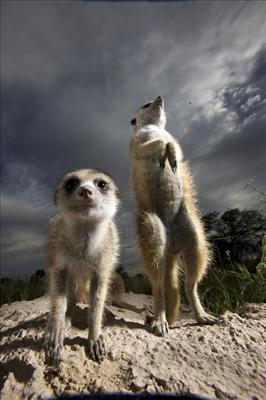 Dramatic Meerkats