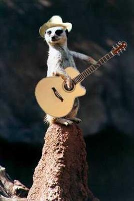 Guitar Meerkat
