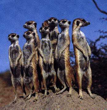 On Watch Meerkat