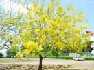 Golden Shower