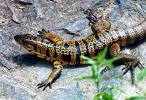 lizard