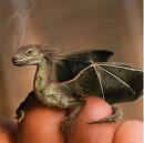 baby dragon