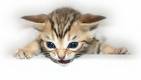 Kitten.