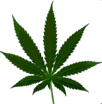 marihuana