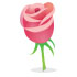 Pink Rose