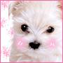 Blushing Puppy