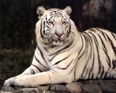 tiger-nalpak