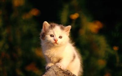 Kitty