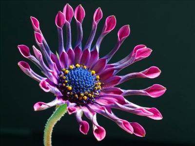 Cute Flower