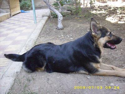 Wild Dog